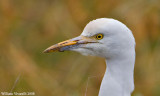 airone guardabuoi (Ardeola ibis)