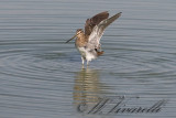 beccacino (Gallinago gallinago)