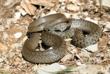 Colubro dei balcani (Colubro gemmonensis)