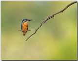 Common Kingfisher