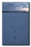 Traces