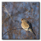 Tourterelle triste - Mourning Dove - Zenaida macroura