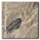Étourneau sansonnet - Common Starling - Sturnus vulgaris