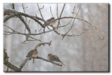 Tourterelles tristes - Mourning Dove - Zenaida macroura