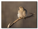 Tourterelle triste - Mourning Dove - Zenaida macroura