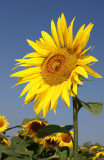 IMG_0047ok.jpg