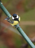 Parus major - velika sinica (IMG_1646ok.jpg)