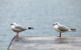 Larus ridibundus - rečni galeb