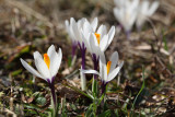 Crocus (IMG_1421ok.jpg)