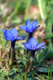 Gentiana verna - spomladanski svič (IMG_5237ok.jpg)