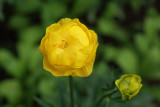 Trollius europaeus - pogačica (IMG_5380ok.jpg)