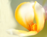 Orchidea (IMG_1104ok.jpg)