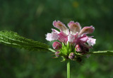 Lamium orvala - velecvetna mrtva kopriva (IMG_2293ok.jpg)