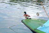 Copy of IMG_9452ok.jpg