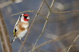 IMG_0789m.jpg