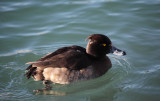 IMG_1031m.jpg