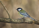 tit - sinica (IMG_5179m.jpg)