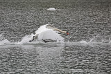 swan - labod grbec (IMG_8233m.jpg)
