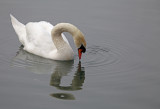 swan - labod grbec (IMG_8197m.jpg)