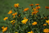 IMG_6138m.jpg