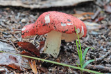 Fungi