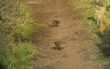 Water Rails