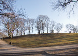 Grass waiting to be green