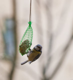 Parus caeruleus