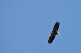White-tailed eagle