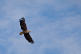 White tailed eagle