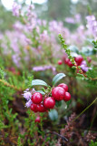 Lingonberries