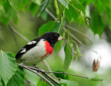 MaleRoseBreasted-Grosbeak.jpg