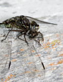 Fly-For-Lunch.jpg