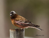 Birds of Alberta