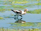 American-Avocet.jpg