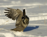 hawkowl5.jpg
