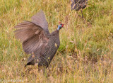 Guinea fowl acting crazy