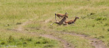 Cheetah, Malaika, chase and kill.
