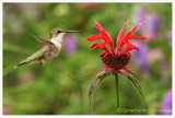 Colibri à gorge rubis (f) / Archilochus colubris