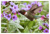Colibri à gorge rubis (m) / Archilochus colubris