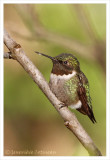 Colibri à gorge rubis (m) / Archilochus colubris