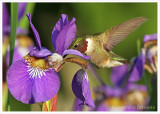 Colibri à gorge rubis (m) / Archilochus colubris