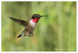 Colibri à gorge rubis (m) / Archilochus colubris