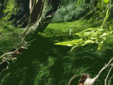 Secret Garden