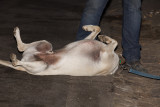 2012TwilightFestival055.jpg