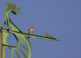 Peregrine Falcon: facing east/looking north on north pointing forespar of Viking boat weathervane