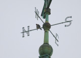 Peregrine: facing to the west on north strut of compass weathervane