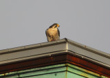 Peregrine: on rooftop with captured prey in talon