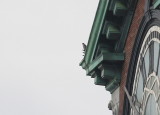 Peregrine perched outer roof SE corner
