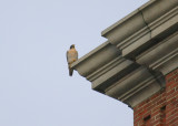 Peregrine perched NW corner below west clock face